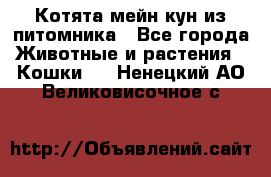 Котята мейн-кун из питомника - Все города Животные и растения » Кошки   . Ненецкий АО,Великовисочное с.